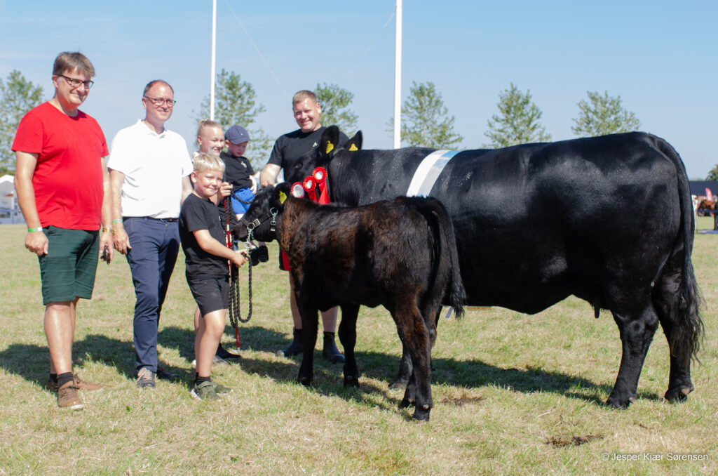 Miss Aulum, skønhedskonkurrence for kvæg