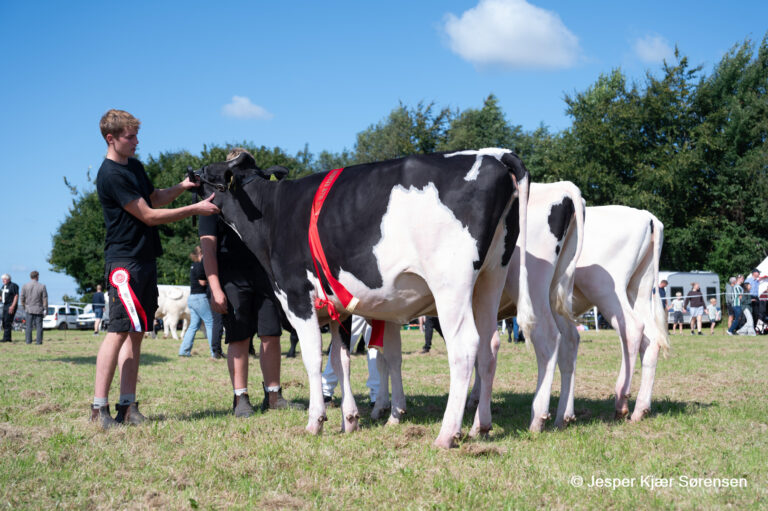 Bedste Besætningsgruppe Malkekvæg - Smaakjærgård